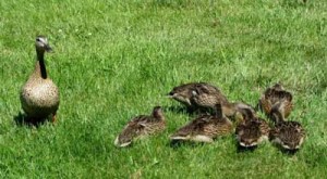 Mamma ducks and chicks